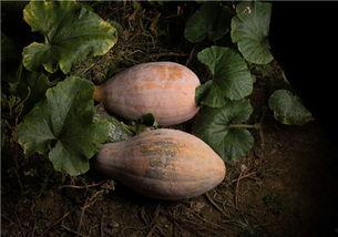 吃瓜晚上放屁,放屁背后的科学奥秘