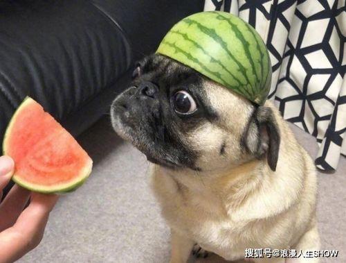 什么是吃瓜的心思,揭秘网络热议背后的心理动机