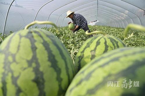 偃师郭吃瓜,一场民间美食的传承之旅