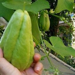 兰溪佛手瓜怎么吃,兰溪佛手瓜的多样食法探索