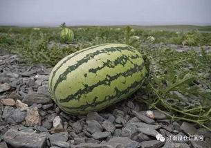 南昌江科吃瓜,一场吃瓜大戏的幕后真相