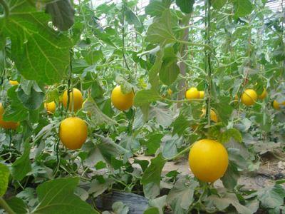 孕妇梦见吃甛瓜,甛瓜寓意与生育寓意