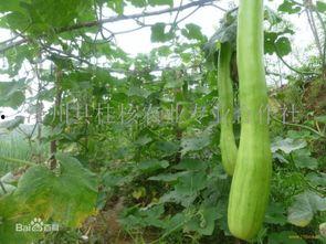 砍瓜图片怎么吃,创意烹饪，尽享美味瞬间