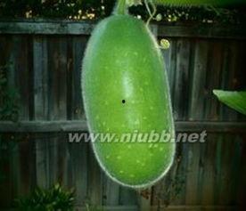 砍瓜图片怎么吃,创意烹饪，尽享美味瞬间