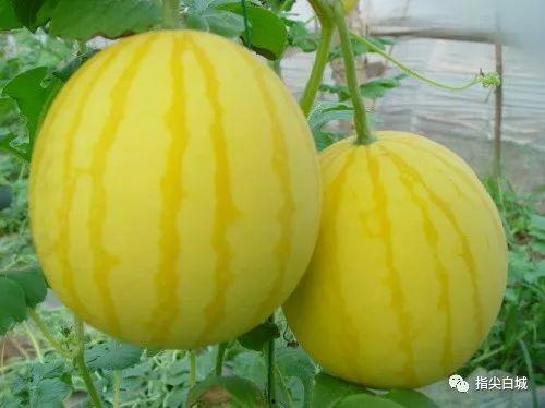 金乡金龙湾吃瓜,夏日吃瓜新地标，畅享清凉夏日时光