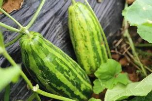 瓜地吃瓜是什么意思,揭秘网络流行语的趣味与内涵