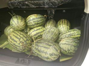 搬料吃瓜视频,揭秘娱乐圈幕后故事