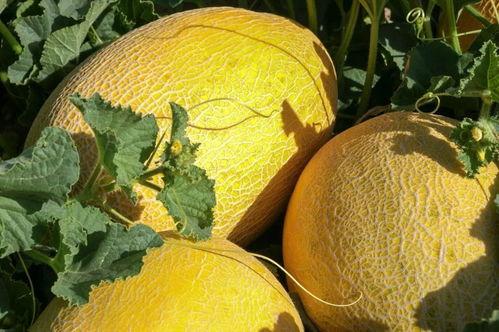 顺圈吃瓜,揭秘娱乐圈背后的故事与真相