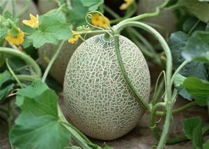 吃哈密瓜容易发热,小心引发“夏日发热”现象