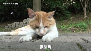 老鼠上街吃瓜,老鼠上街吃瓜，揭秘城市生态新现象