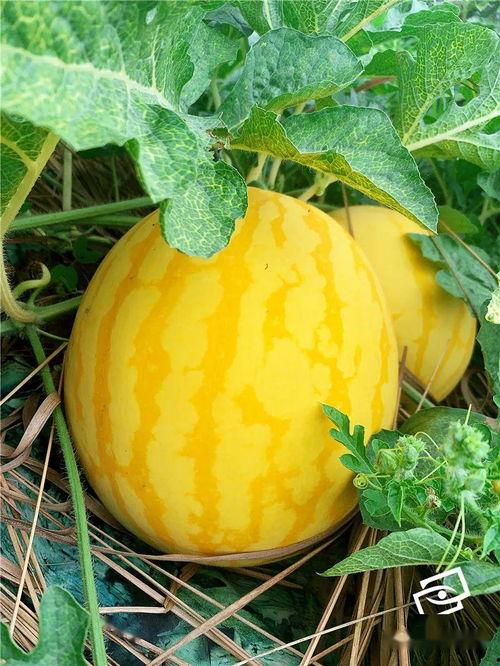 吃海瓜歌曲,探寻“吃海瓜”背后的海洋风情