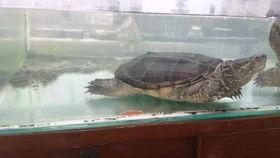 小鳄龟吃瓜,小鳄龟的夏日瓜果盛宴