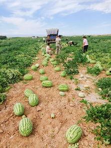 吃瓜组基地,网络舆论场的幕后推手
