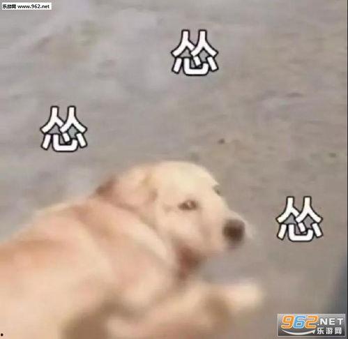 三狗吃瓜表情包,表情包背后的欢乐时光