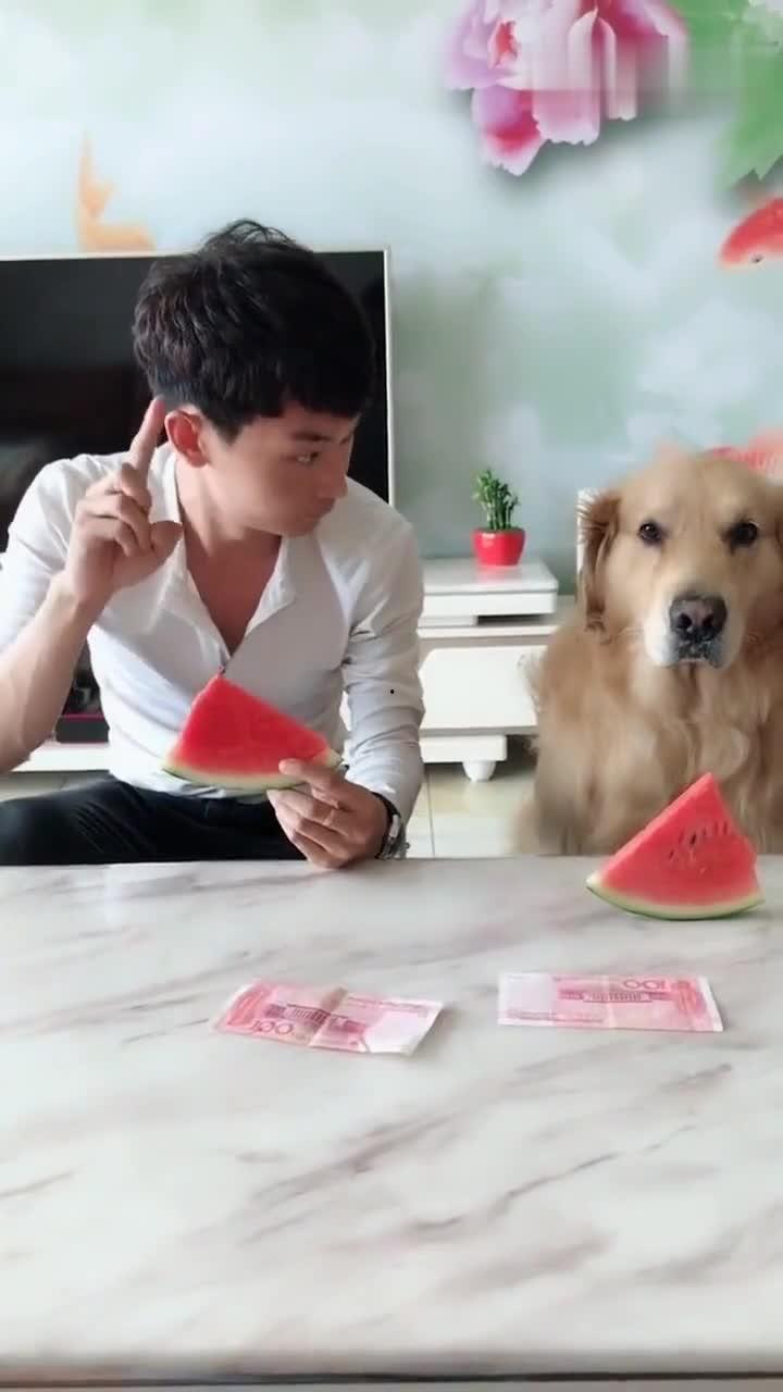 三狗吃瓜表情包,表情包背后的欢乐时光