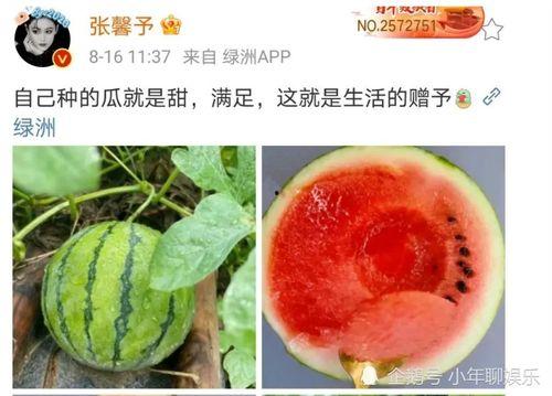 吃明星瓜料,明星们的甜蜜与苦涩瓜料大公开