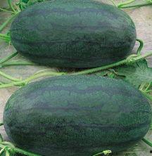 山东翰林府吃瓜,吃瓜群众的夏日盛宴