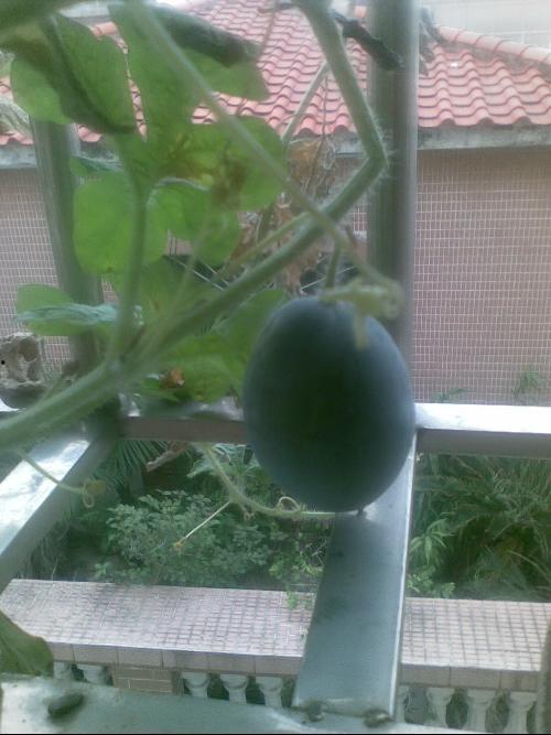 阳台吃瓜趣味瞬间,趣味瞬间尽收眼底
