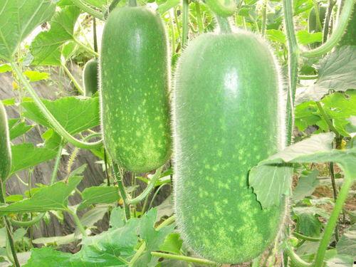 梦见吃大紫瓜啥意思,大紫瓜的寓意与象征