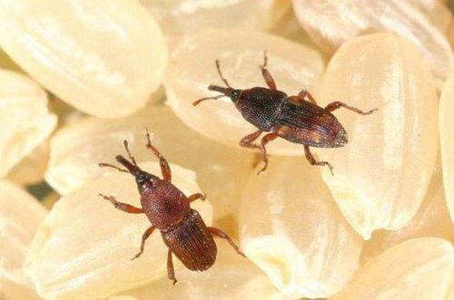 吃瓜虫子视频大全,虫界奇观大揭秘