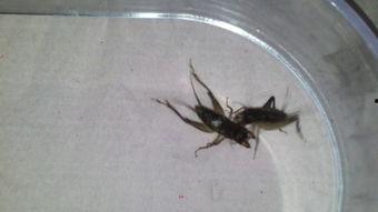 吃瓜虫子视频大全,虫界奇观大揭秘