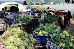 商丘吃瓜曝光,网络热议背后的真相揭秘