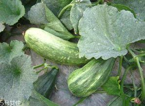 吃酥瓜好处,滋养身心，健康生活新选择