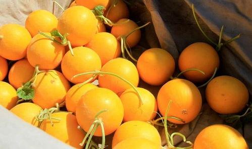 反季节吃小蜜瓜,反季节小蜜瓜的时令美味探索