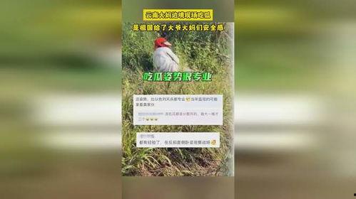 云南边境大妈吃瓜,云南边境大妈的夏日瓜香生活