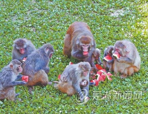 吃瓜表情包猴子,揭秘猴子的搞笑表情包世界