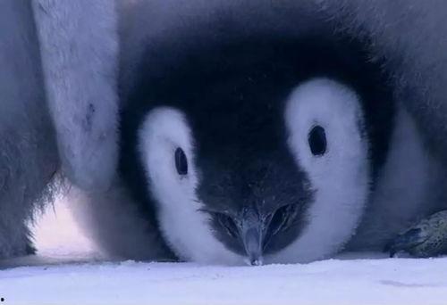 吃瓜表情包猴子,揭秘猴子的搞笑表情包世界