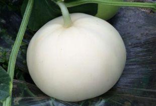 声控吃梨瓜,解锁吃梨瓜的神秘之旅