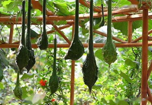 狼牙棒吃瓜,揭秘神秘食瓜传奇