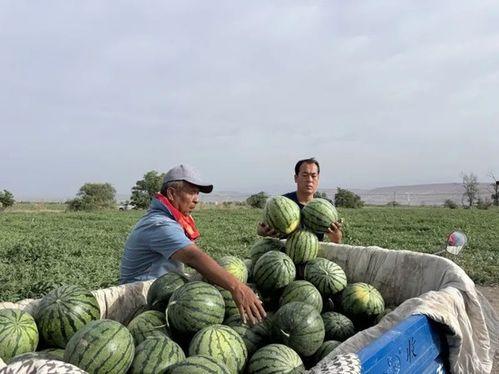 施秉吃瓜,探寻夏日吃瓜的清凉秘境