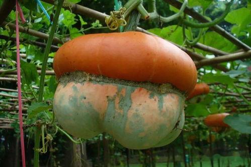 sungua吃瓜,网络热词背后的文化现象