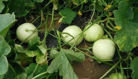 嘎嘎切片吃瓜,揭秘网红吃瓜新风尚