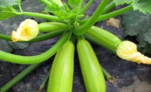 吃瓜绿色健康,揭秘健康饮食新风尚