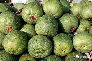 寿阳吃瓜,探寻地方特色美食之旅