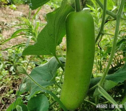 翠玉瓠子瓜怎么吃,翠玉瓠子瓜的多样食法探索