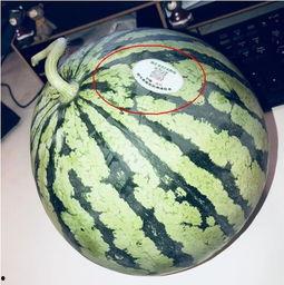 溧阳网红吃瓜,揭秘背后真相与网络舆论风暴