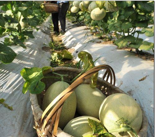 溧阳网红吃瓜,揭秘背后真相与网络舆论风暴