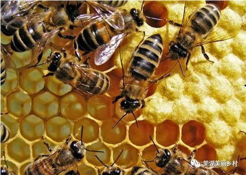 吃瓜蜜蜂巢的声控,揭秘吃瓜蜜蜂的奇妙世界