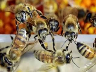 吃瓜蜜蜂巢的声控,揭秘吃瓜蜜蜂的奇妙世界