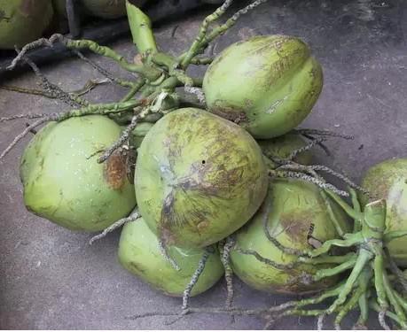 海南学姐吃瓜,揭秘校园里的那些事儿