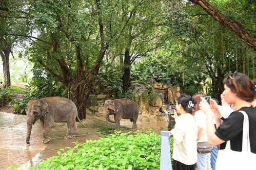 大饱口福吃瓜图片,一场视觉与味蕾的双重盛宴