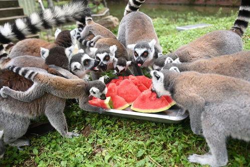 大饱口福吃瓜图片,一场视觉与味蕾的双重盛宴
