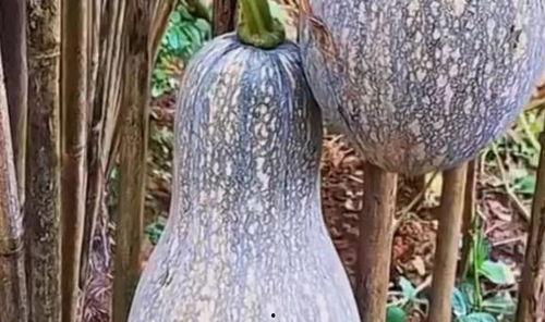 吃中药可以吃毛瓜吗,毛瓜与中药同食的注意事项