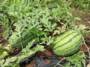 圆圆吃大瓜,畅享美味大瓜时光