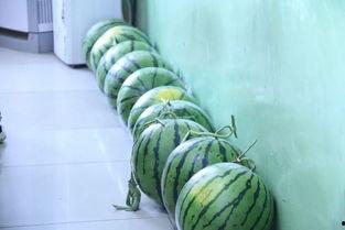 圆圆吃大瓜,畅享美味大瓜时光