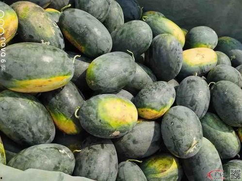 圆圆吃大瓜,畅享美味大瓜时光